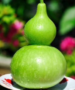 Hướng dẫn gieo hạt và trồng cây bầu hồ lô đơn giản và chi tiết nhất