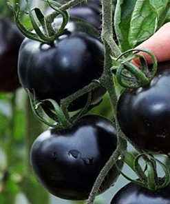 Cà chua bi đen dễ trồng, cho năng suất cao