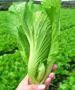 Cải xanh cần được phòng bệnh để đảm bảo chất lượng dinh dưỡng của cây