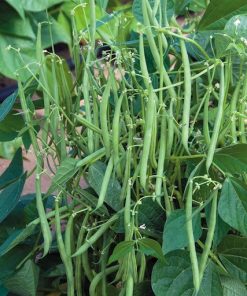 Hạt giống đậu cove lùn: Sai quả, tỷ lệ nảy mầm cao