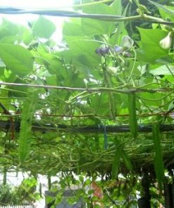 Sau 7-15 ngày hạt đậu rồng sẽ nảy mầm