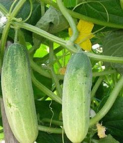 Dưa leo là món ăn quen thuộc với người Việt