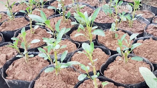 Tách cây khi đủ lá thật