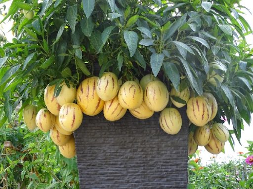 Quả dưa pepino có hàm lượng vitamin C cao