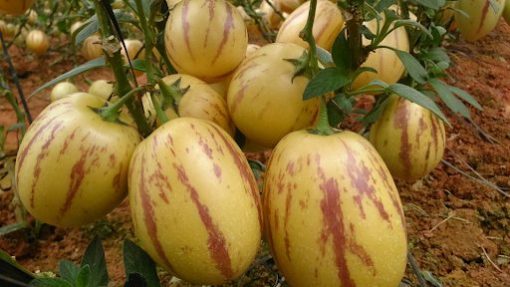Quả dưa pepino khi chín mọng và ngọt mềm
