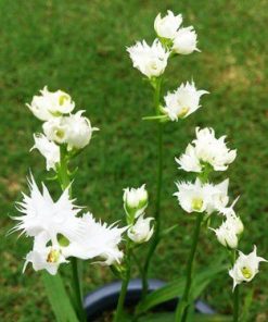 Hoa hạc hải âu với hình dáng bắt mắt như chim hải âu 
