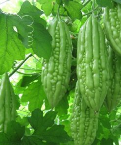 Sơ lược về cây khổ qua