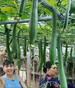 Giàn mướp hương trĩu quả