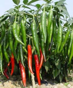 Bạn có thể dễ dàng thu hoạch được quả