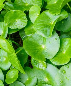 Hạt giống rau má chất lượng