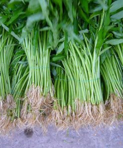 Hạt giống rau muống lá tre Rado 12 siêu ngọn, sinh trưởng mạnh