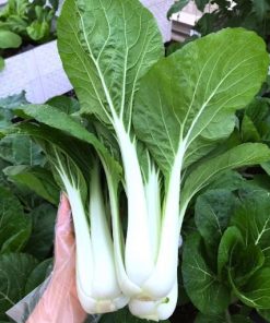 Cải bẹ trắng thu hoạch sau 35 ngày trồng