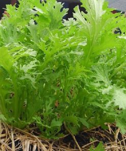 Phủ rơm để giữ ẩm cho cải đuôi phụng nhanh chóng phát triển