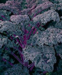 Cải kale với màu tím đẹp mắt