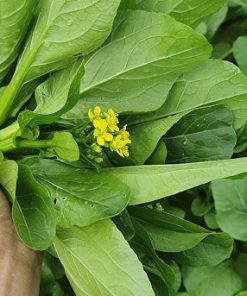 Cải ngọt ăn bông rất dễ trồng, dễ chăm sóc và nhiều chất dinh dưỡng