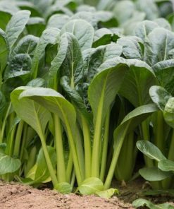 Cải ngọt lai F1 KOROS 612 là giống cải ngọt được lai tạo với cải bó xôi