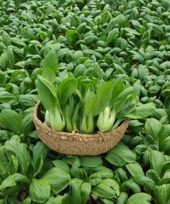 Cải thìa có thể trồng được quanh năm