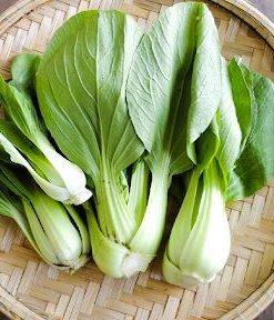 Cải thìa lai F1 Rado 727 cho năng suất cao