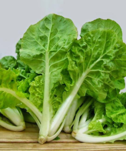 Hình dáng cây cải bẹ dún