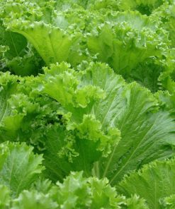 Lá rau có viền tương tự như mào gà, lá xanh non, bẹ xanh vàng