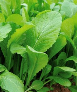 Cải bẹ vàng dễ trồng và chăm sóc