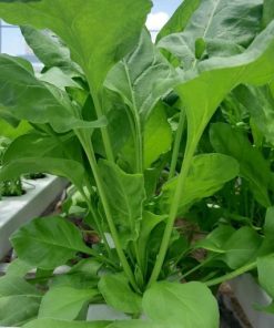 Cái bó xôi (cải chân vịt) thu hoạch sau 50 - 60 ngày