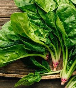 Cải bó xôi OP Rado 688 dễ chăm sóc, ít sâu bệnh