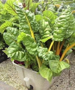 Cải cầu vồng vàng với thân vàng lá xanh