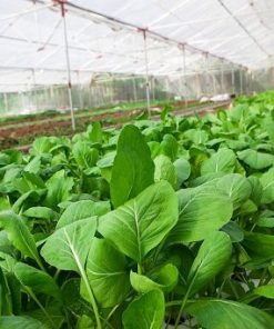 Mô hình trồng cải ngọt sạch trong nhà kính