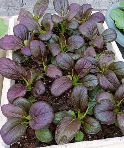 Làm đất kĩ trước khi trồng cải ngọt đỏ để đạt năng suất tốt nhất