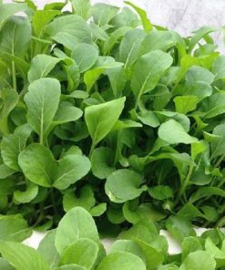 Cải xanh ăn non chứa nhiều dinh dưỡng và không bị xơ