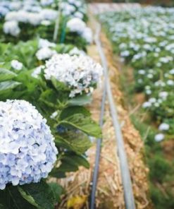 Hoa cẩm tú cầu bông to, đẹp