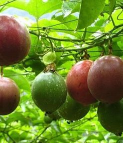 Lên giàn cho cây phát triển tốt hơn