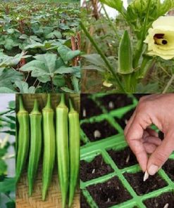 Gieo trồng hạt giống đậu bắp