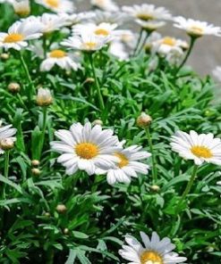 Màu hoa trang nhã, tượng trưng cho sự hiếu thảo