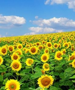 Mô tả ngắn gọn về giống hoa hướng dương