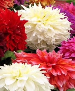 Vẻ đẹp đa sắc màu của giống hoa thược dược