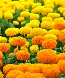 Giống hoa vạn thọ Thái Lan màu vàng