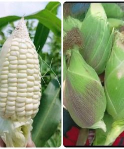 Làm đất kỹ tạo điều kiện phát triển cho bắp nù