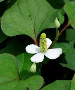 Cây diếp cá được biết đến với nhiều công dụng chữa bệnh