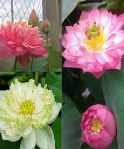 Hạt giống sen bách diệp trăm cánh với hai màu trắng, hồng
