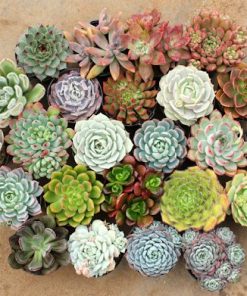 Hạt cho ra cây đẹp, nhiều màu