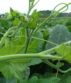 Bí siêu ngọn thu hoạch sau 40 - 45 ngày