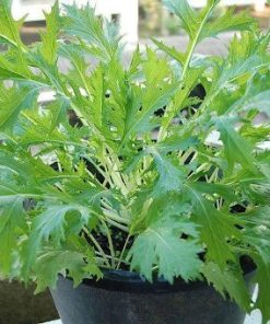 Chăm sóc cải Mizuna KYOTO 909 trồng trong chậu