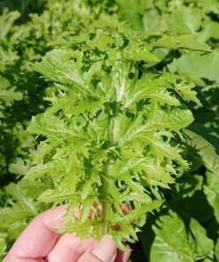 Lá cải wasabi với màu xanh nhạt, vị cay nồng