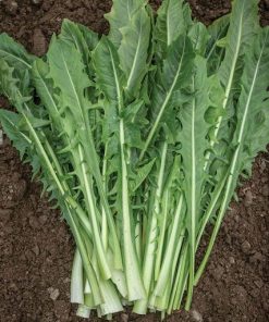 Rau Chicory xanh chế biến được nhiều món ăn