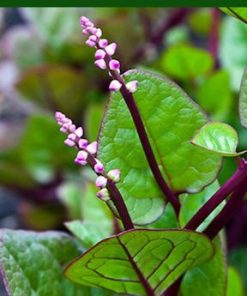 Cây mồng tơi đỏ ngọt, mềm có thân đỏ tía