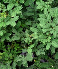 Rau nhút Rado 408 thường được trồng ở ao hồ