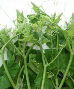 Bí siêu ngọn có thể chế biến nhiều món ngon