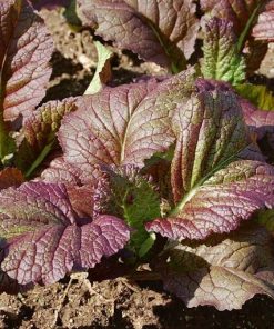 Cải mù tạt đỏ có lá màu xanh tím